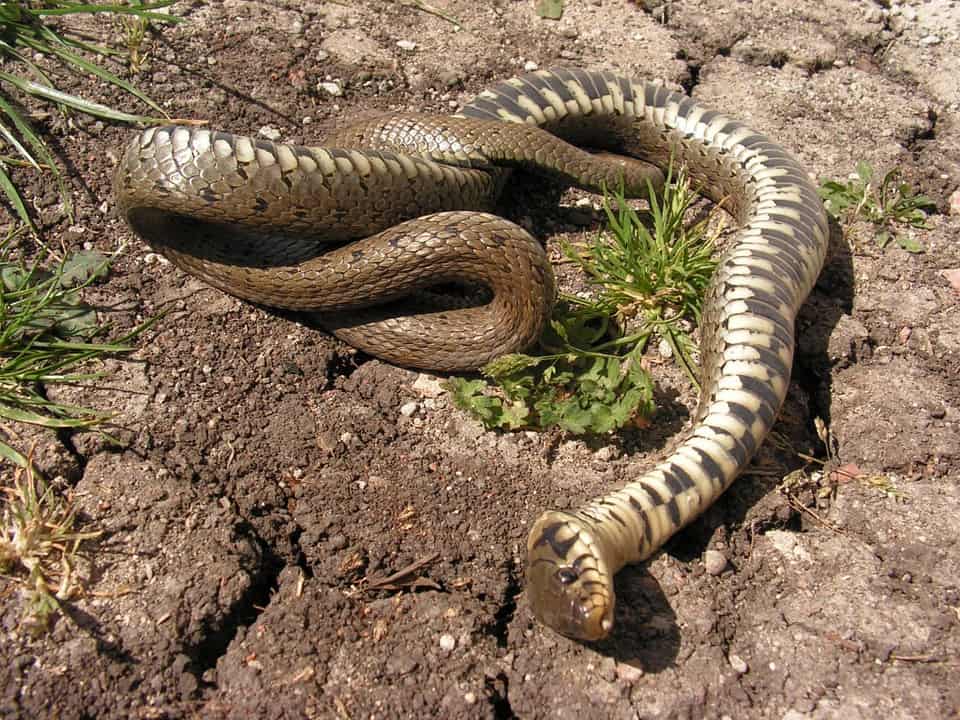 تفسير الحية بالحلم