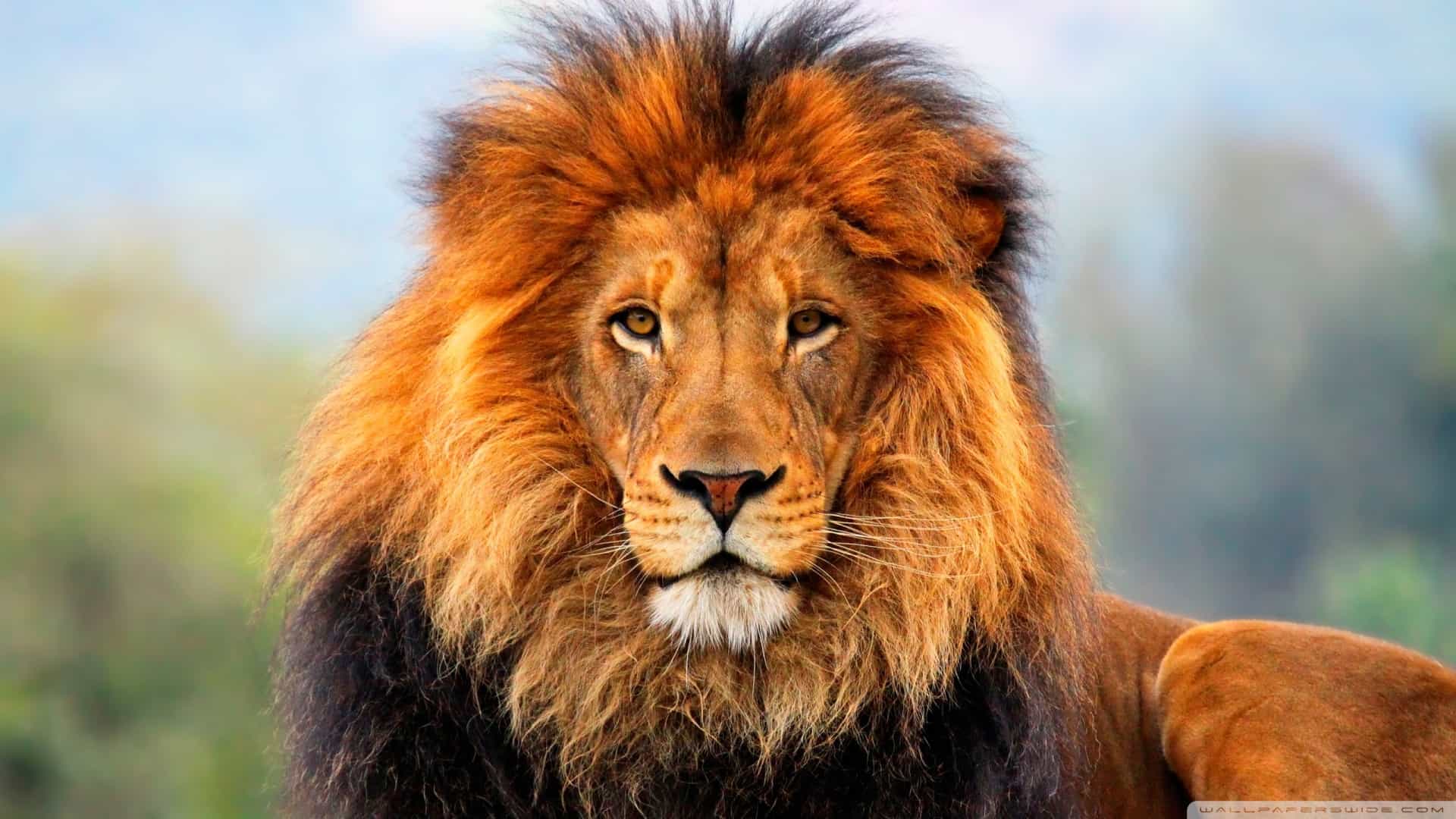 رؤية الأسد في المنام