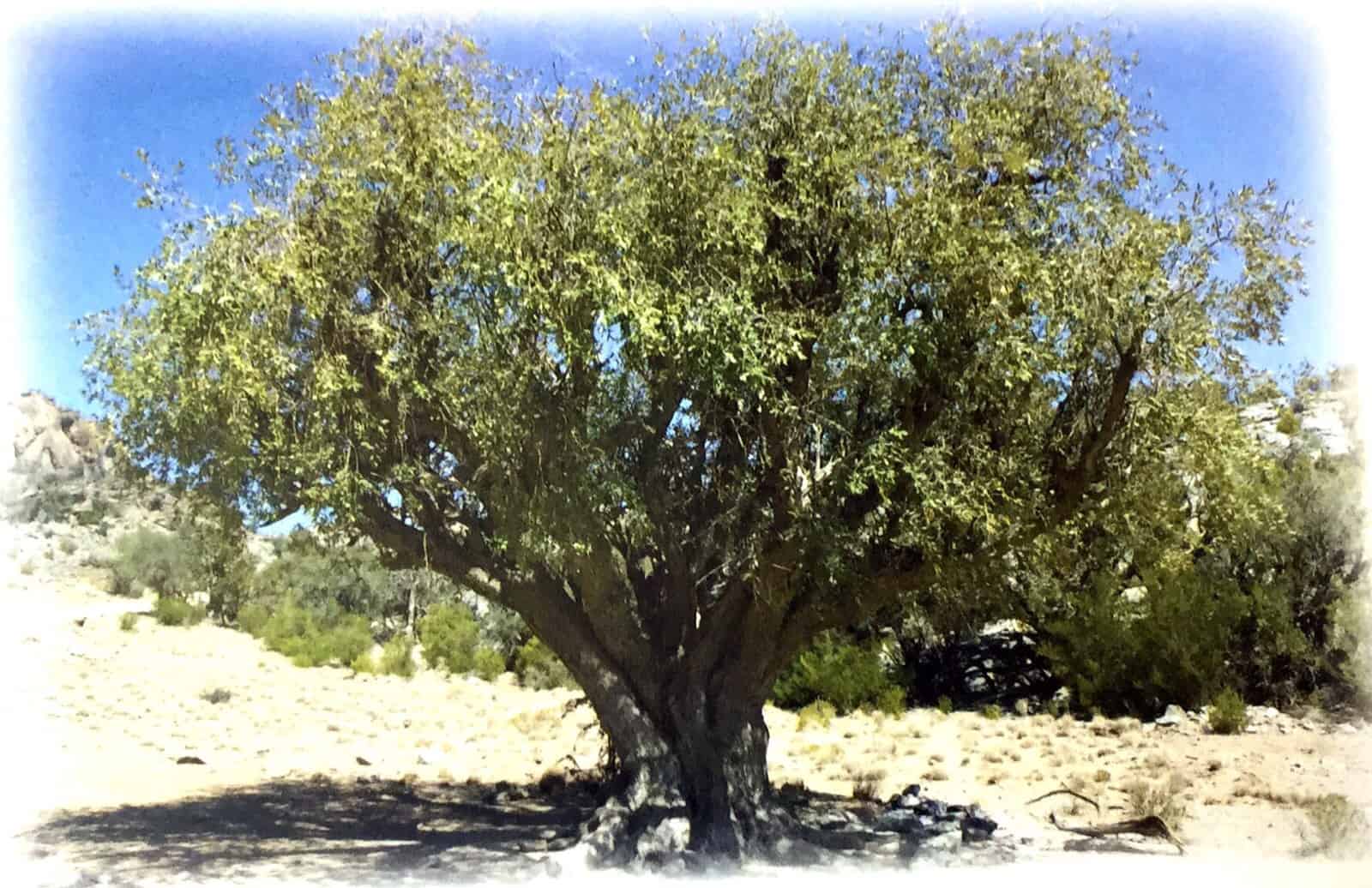 معلومات عن شجره السرول