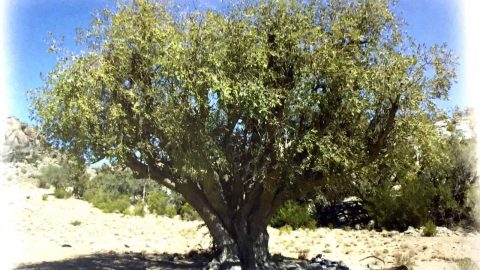 استخدامات شجرة السرول