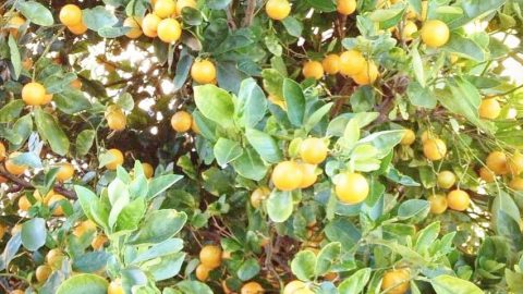 فوائد السدر للشعر