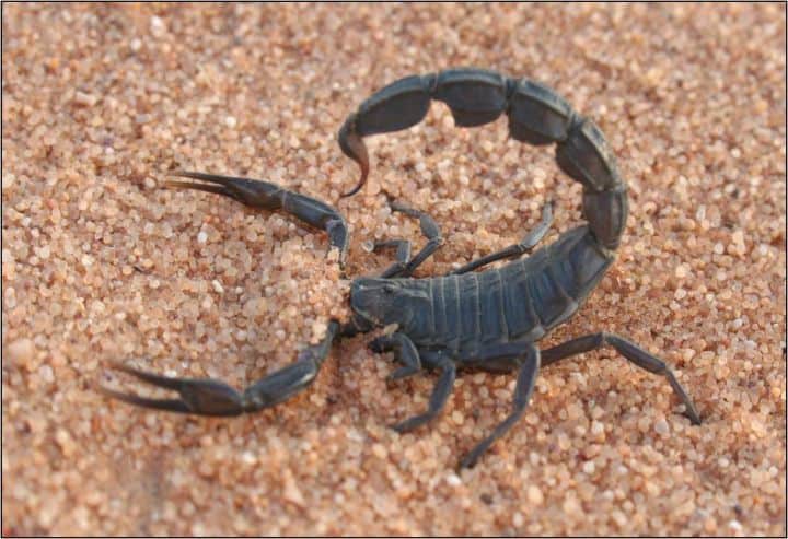 Tolkning av en svart skorpion i en drøm - Encyclopedia