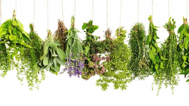 ما هي فوائد عشبة الحسك