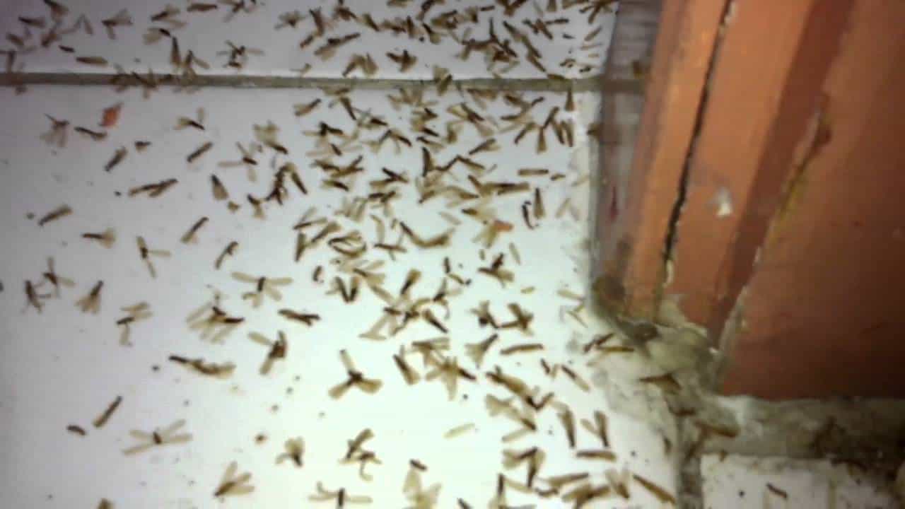 شكل عثة الخشب