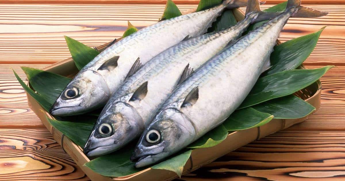 ما هو سمك أجاج