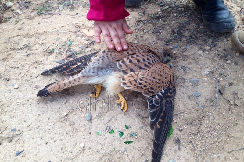 تفسير حلم موت الصقر في المنام