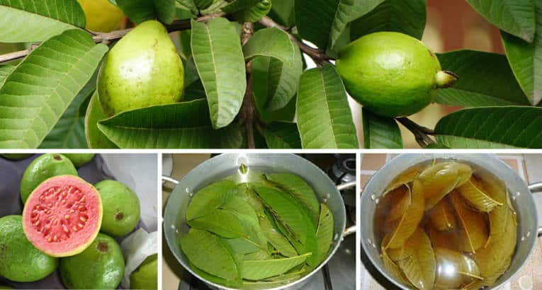 اضرار ورق الجوافه للحامل