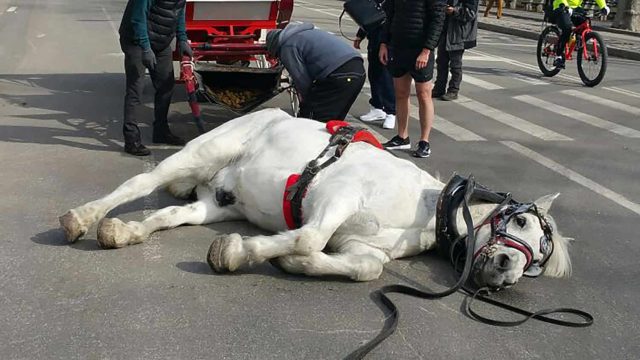 تفسير رؤية الفرس الميت