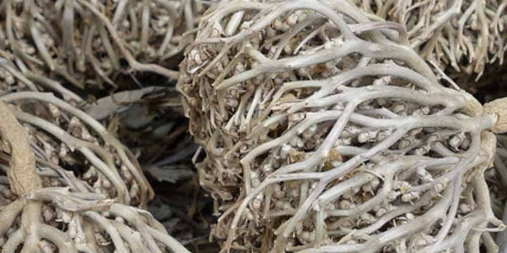 طريقه عشبه المدينه وفوائدها