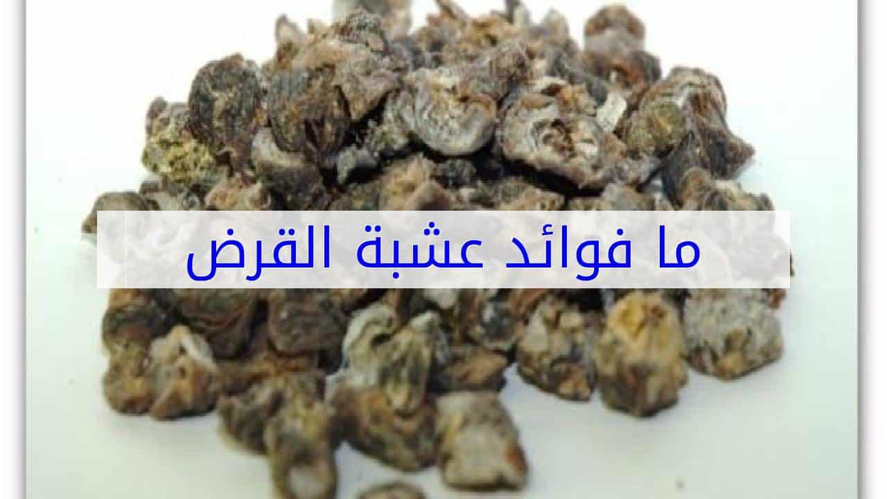 ما فوائد القرض للمعدة والقولون