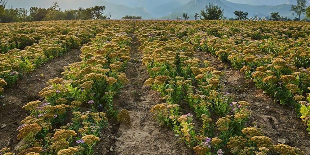 فوائد عشبة القشعة للحمل السريع