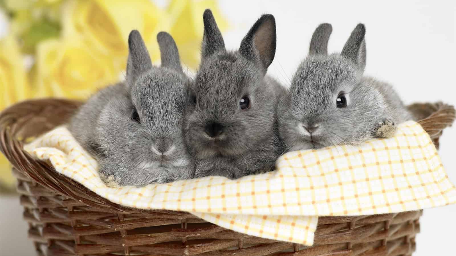 تفسير حلم الأرنب في المنام للعزباء والمتزوجة والحامل