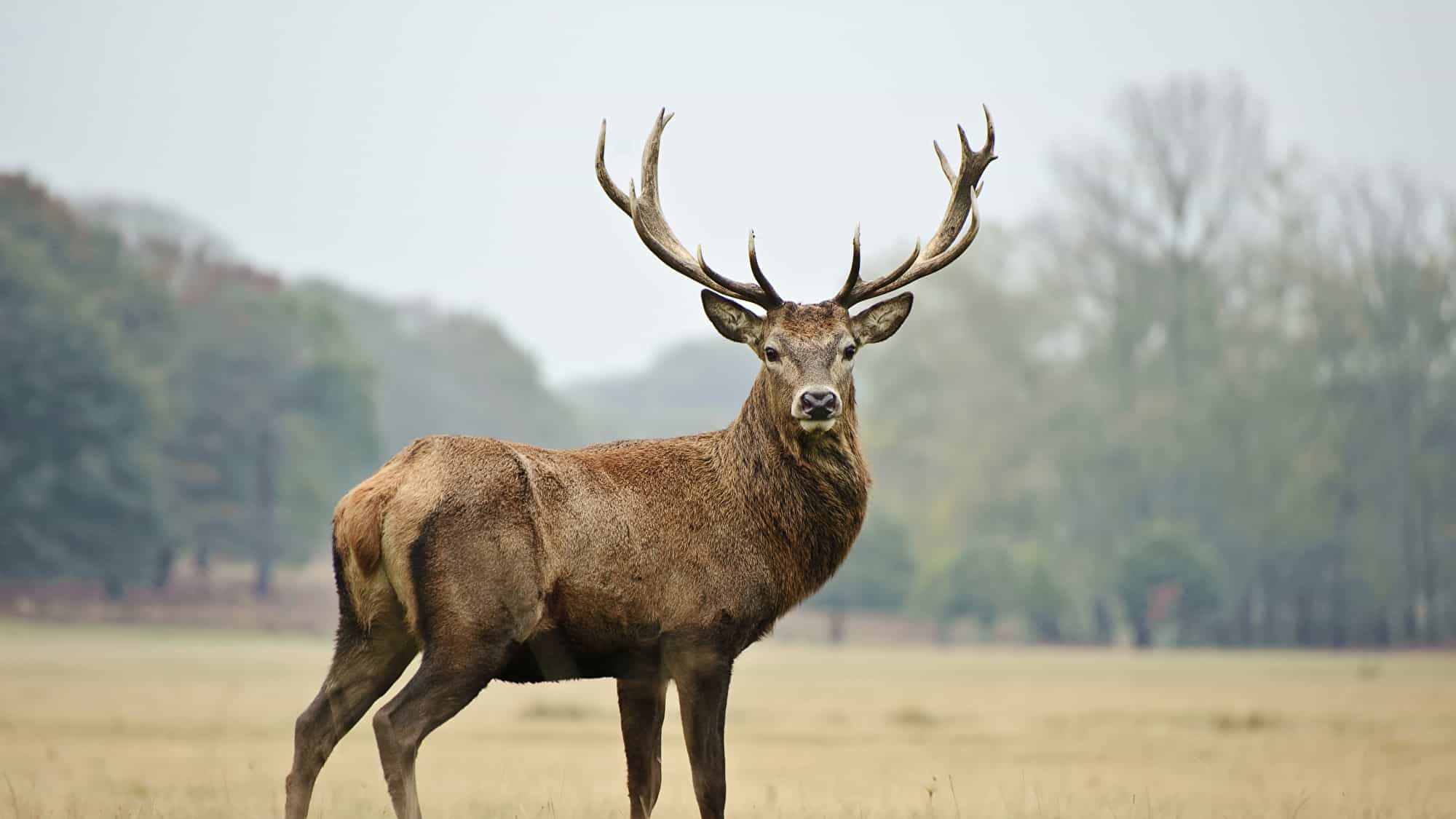 تفسير حلم شراء غزالة