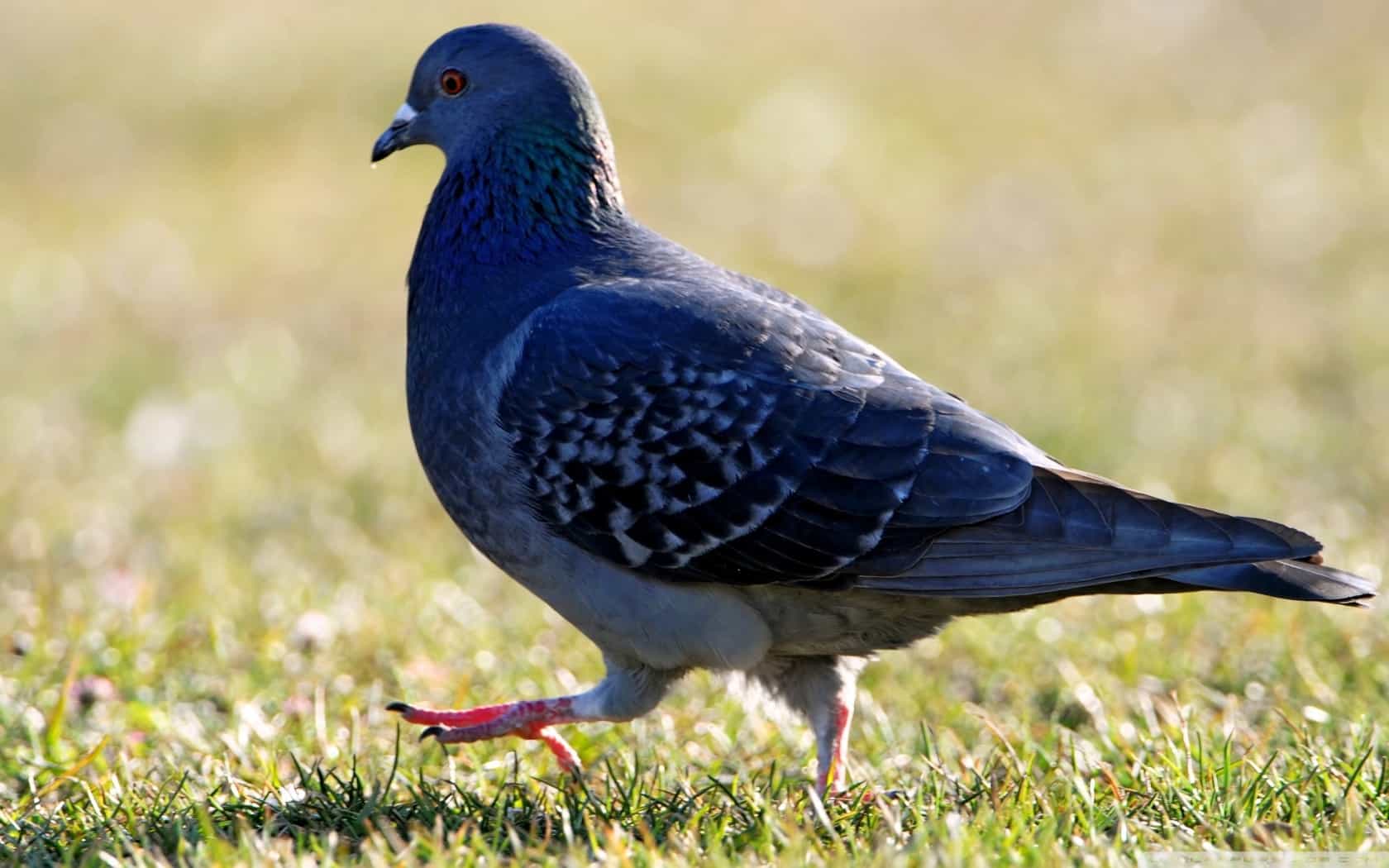 تفسير حلم دبح الحمامة السوداء