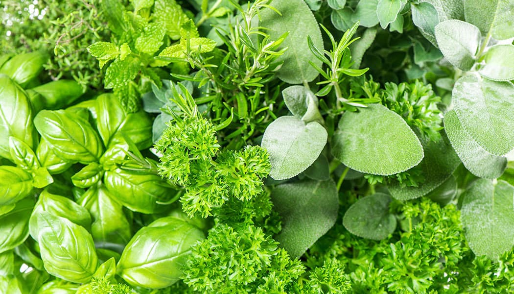 طريقة شرب عشبة المدينه للحمل