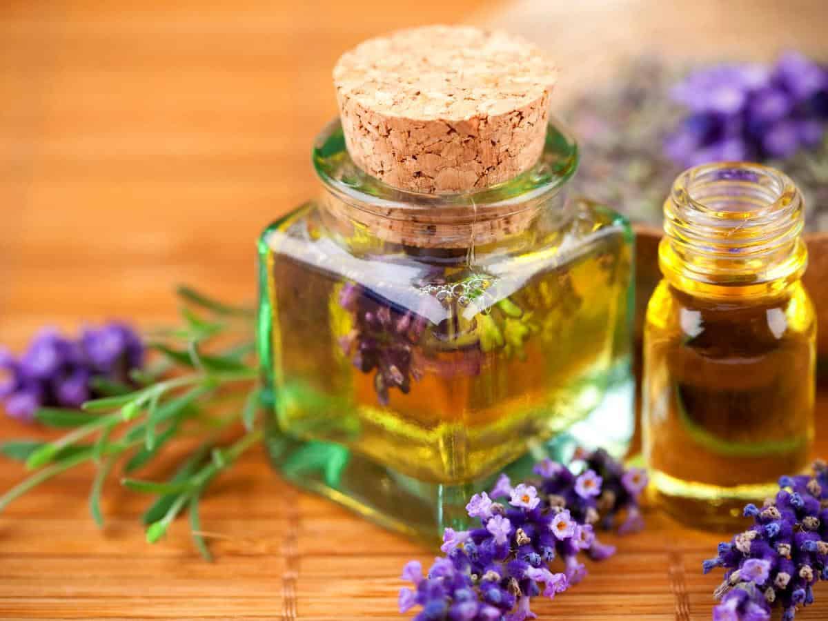 فوائد عطرة المدينة