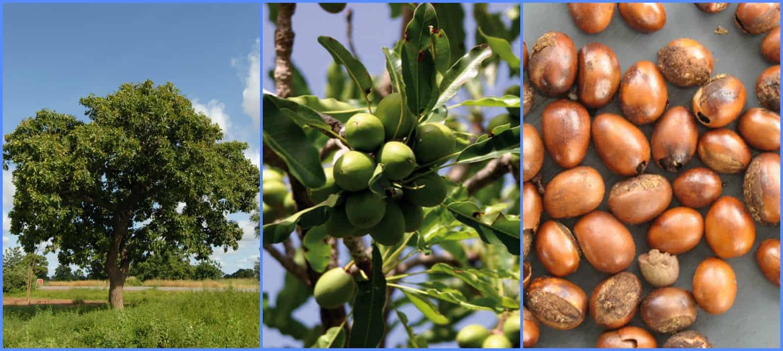 مين استخدمت بذور الشيا ونحفت