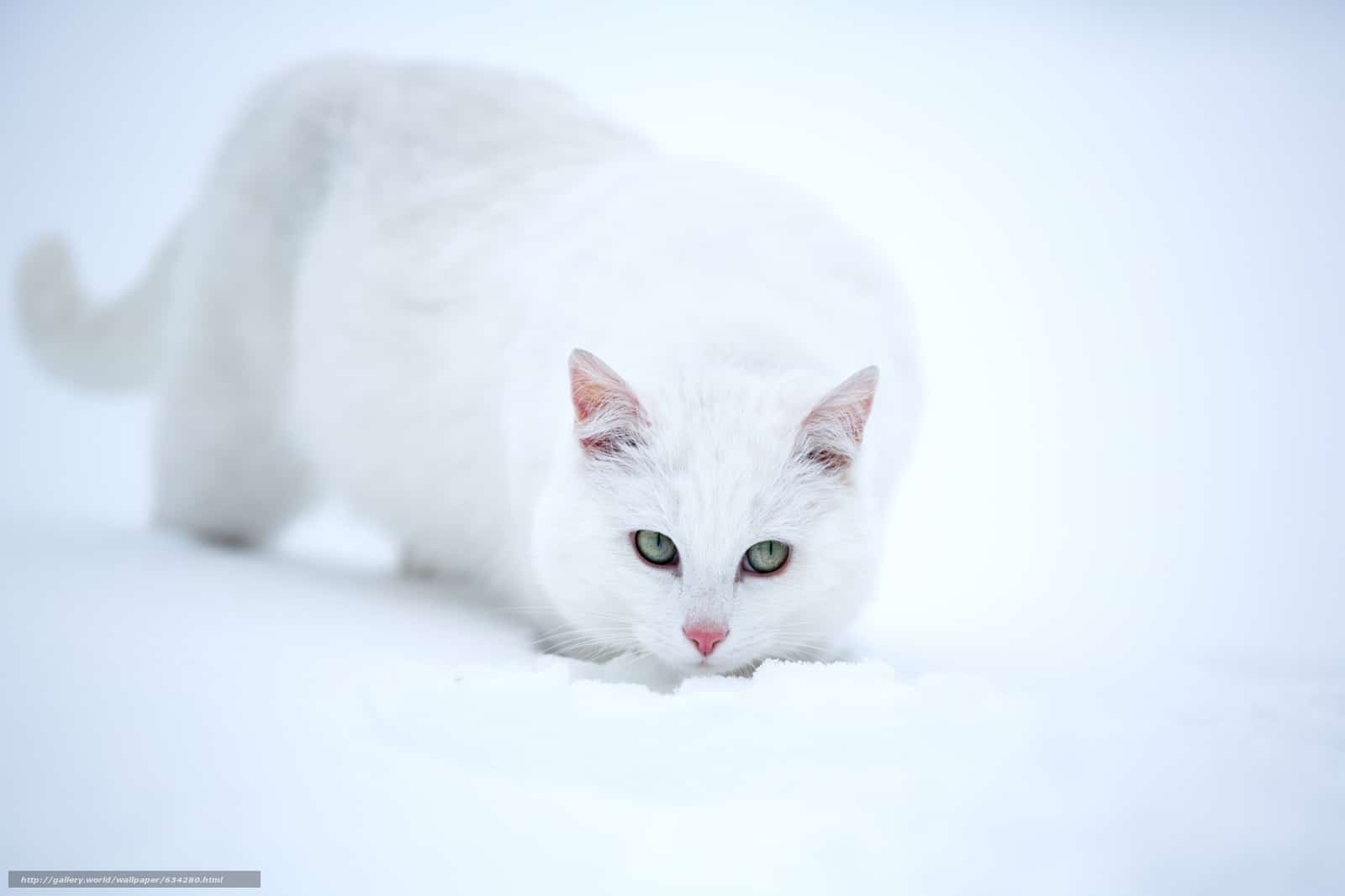 تفسير حلم القطة في المنام