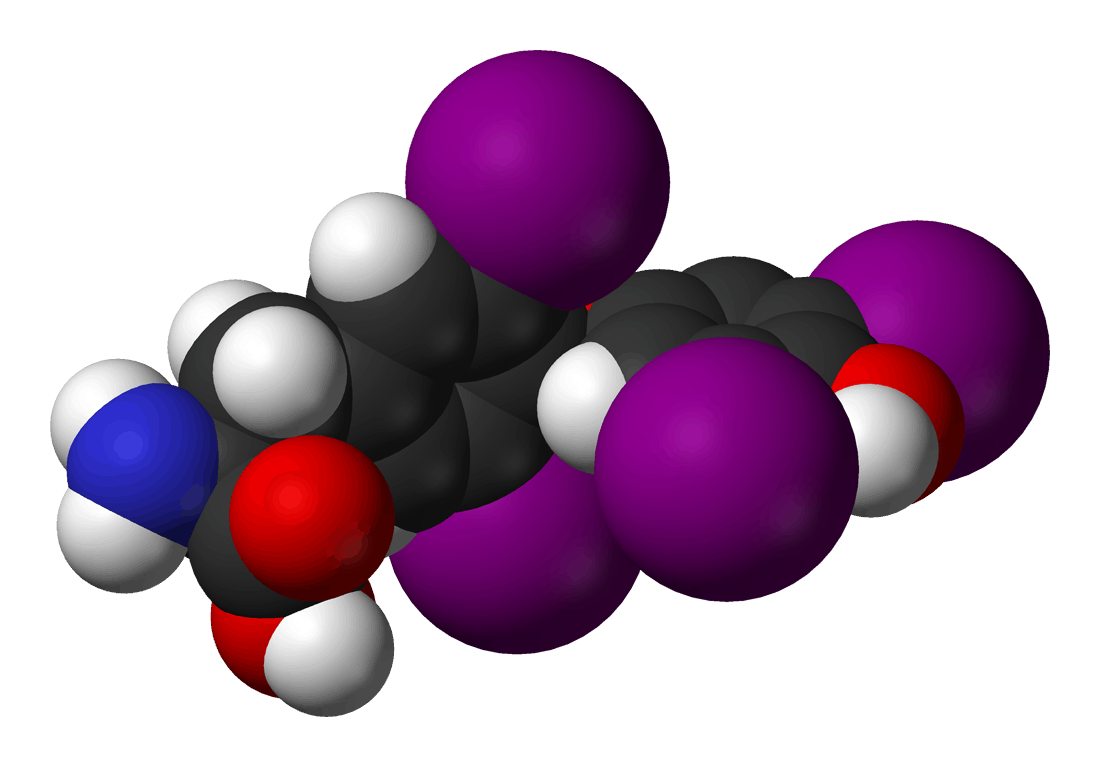 معلومات عن هرمون الثيروكسين Thyroxin هرمون الغدة الدرقية