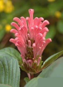 وردة الفلامنجو وردة الفلامنجو