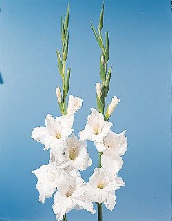 وردة غلاديلاس