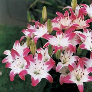 وردة الأوركيد وردة الأوركيد