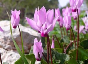 وردة عصا الراعي