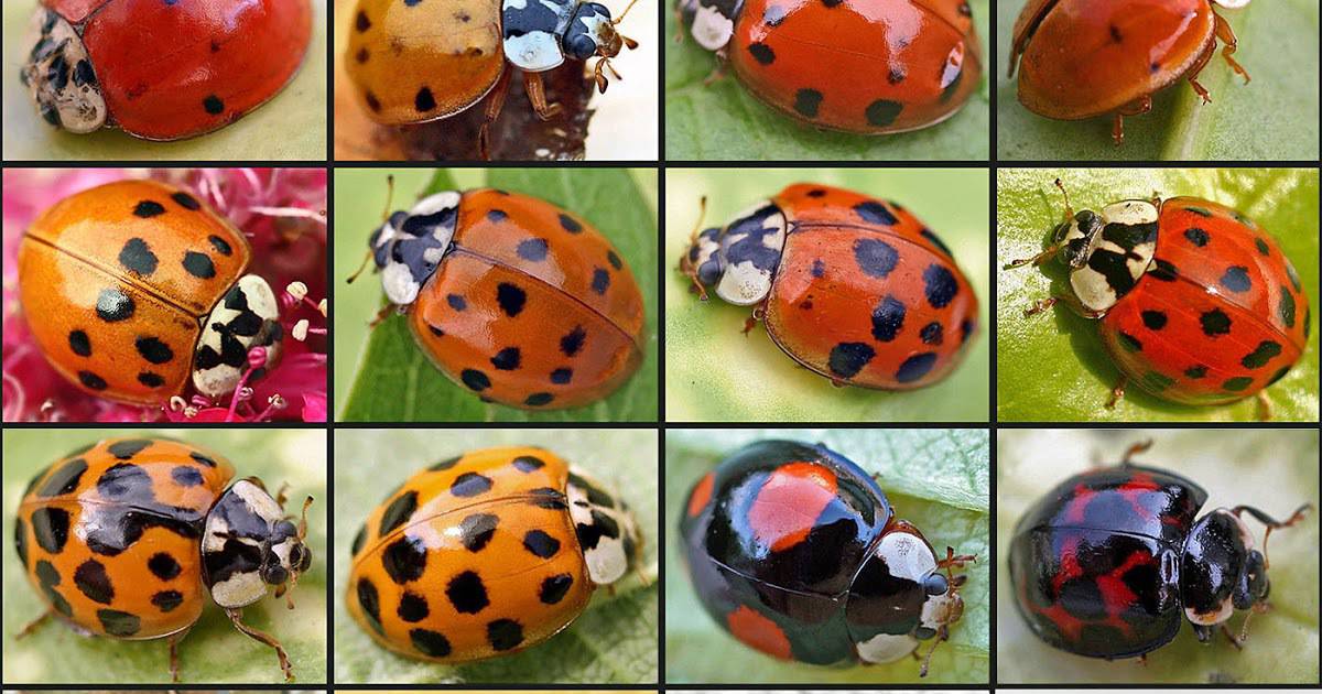 فوائد واضرار حشرة الدعسوقة