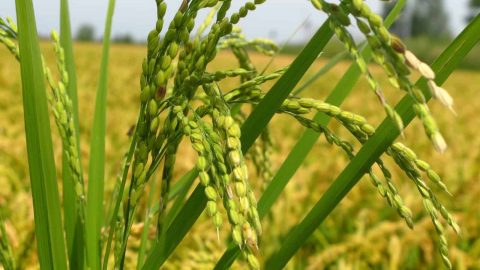 فوائد نبات الأرز للصحة والجسم