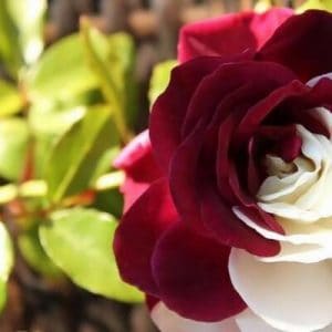 وردة بلدي وردة بلدي