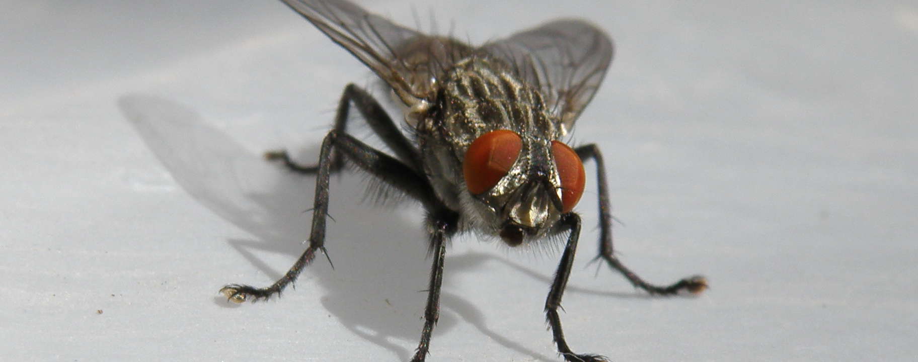 معلومات عن الذباب