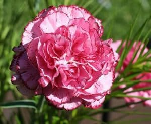 وردة القرنفل