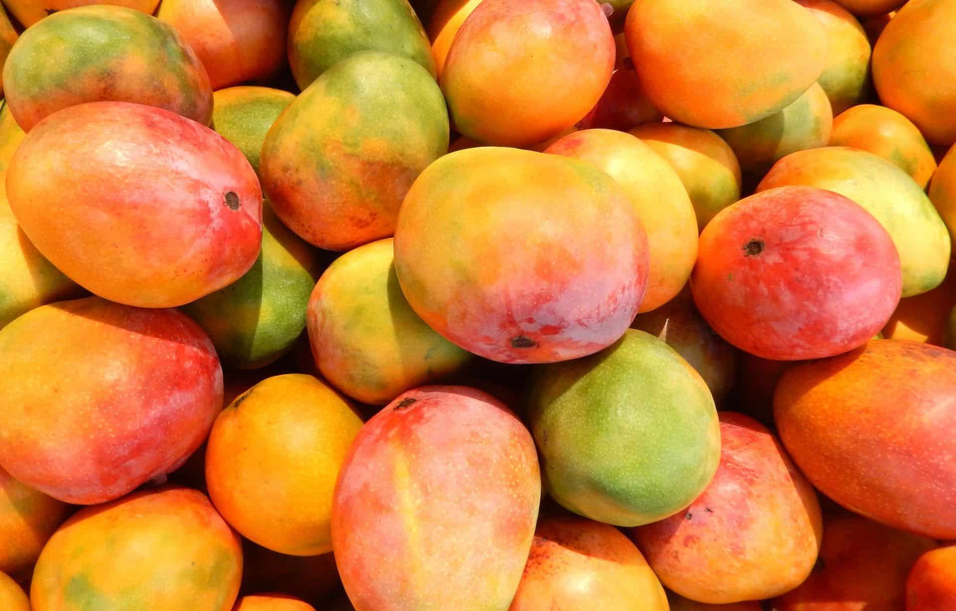 ما هي فوائد المانجو للصحة والجسم وأضرارها