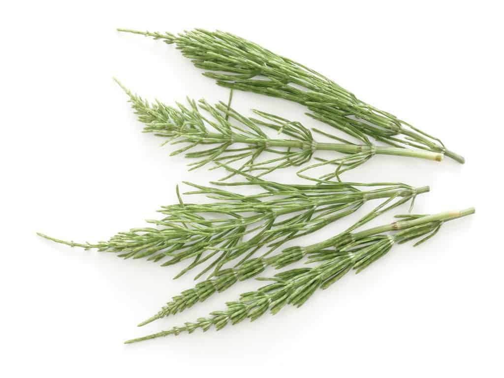 فوائد ذنب الخيل للصحة والجسم