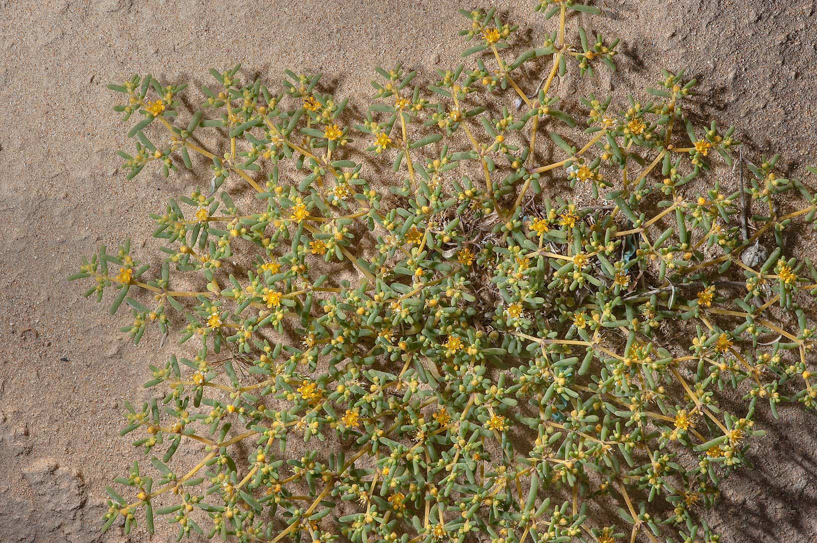 فوائد نبات القرمل الصحية