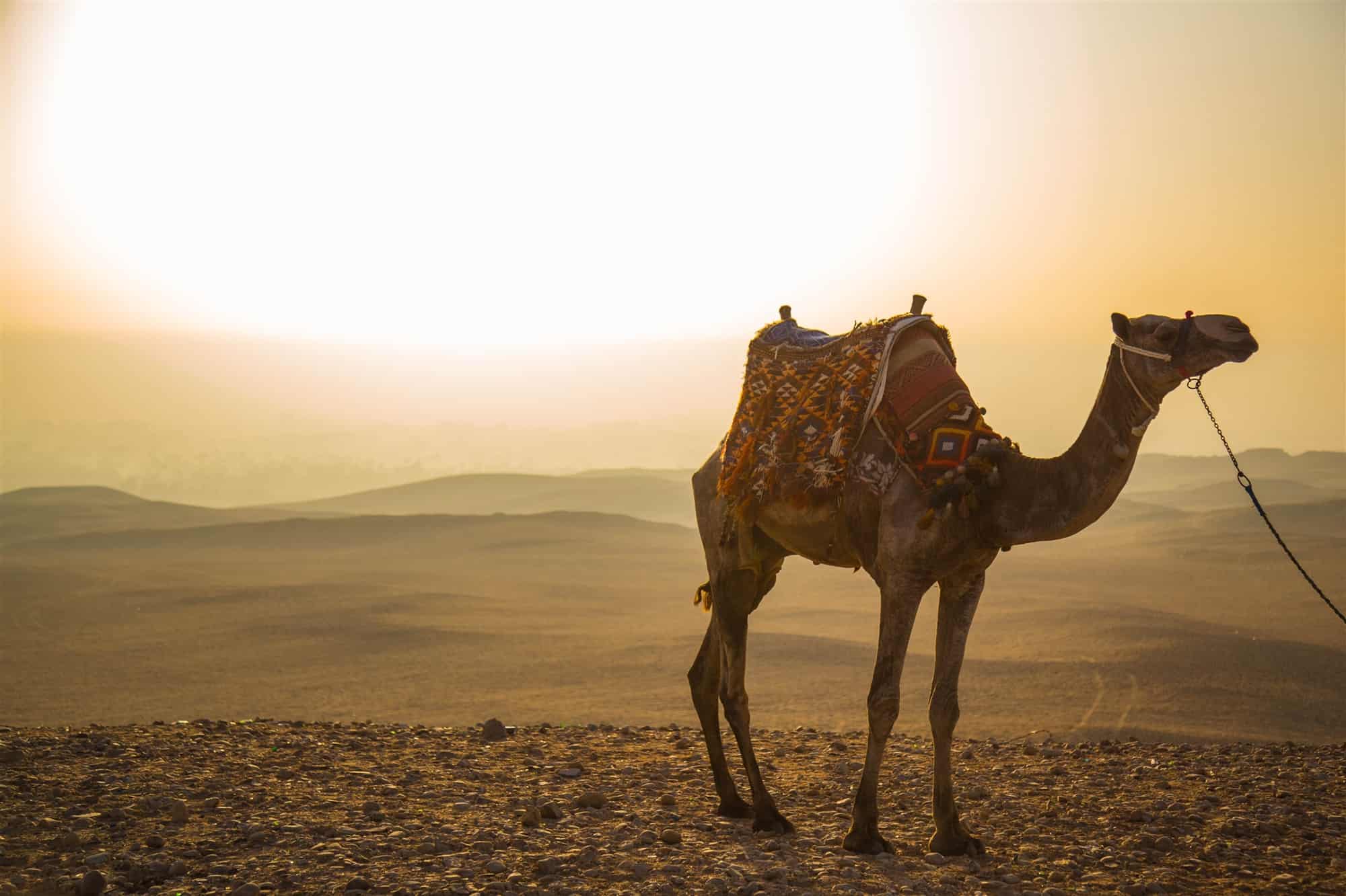 تفسير رؤية الجمل في المنام للعزباء