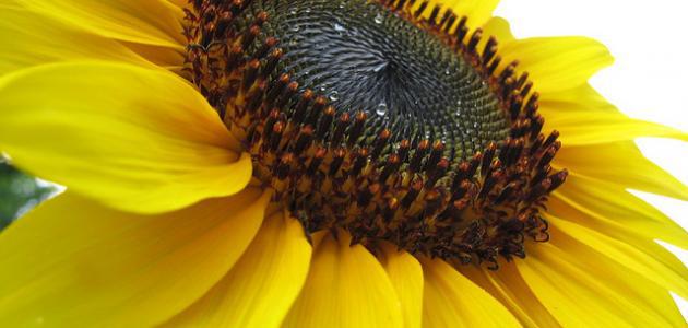 وردة دوار الشمس