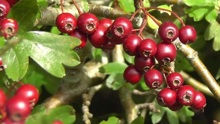 فوائد نبات العوسج واضراره
