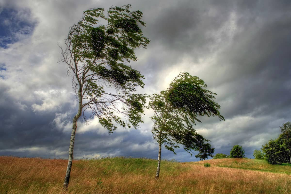 ابحث عن كيفية الحد من مخاطر الرياح