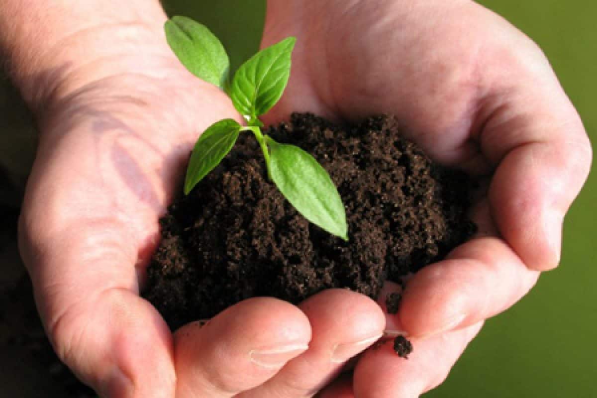 كيفية الزراعة في البيت