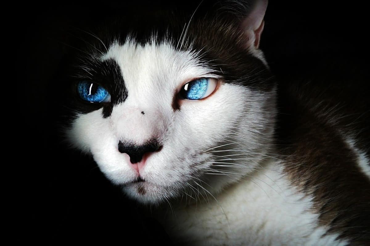 تفسير رؤية القطط في المنام