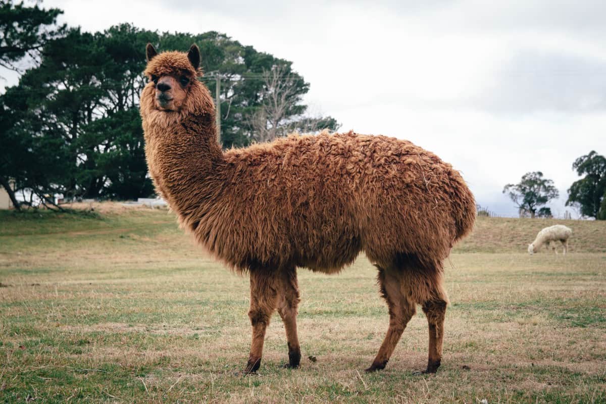 اسم حيوان بحرف اللام