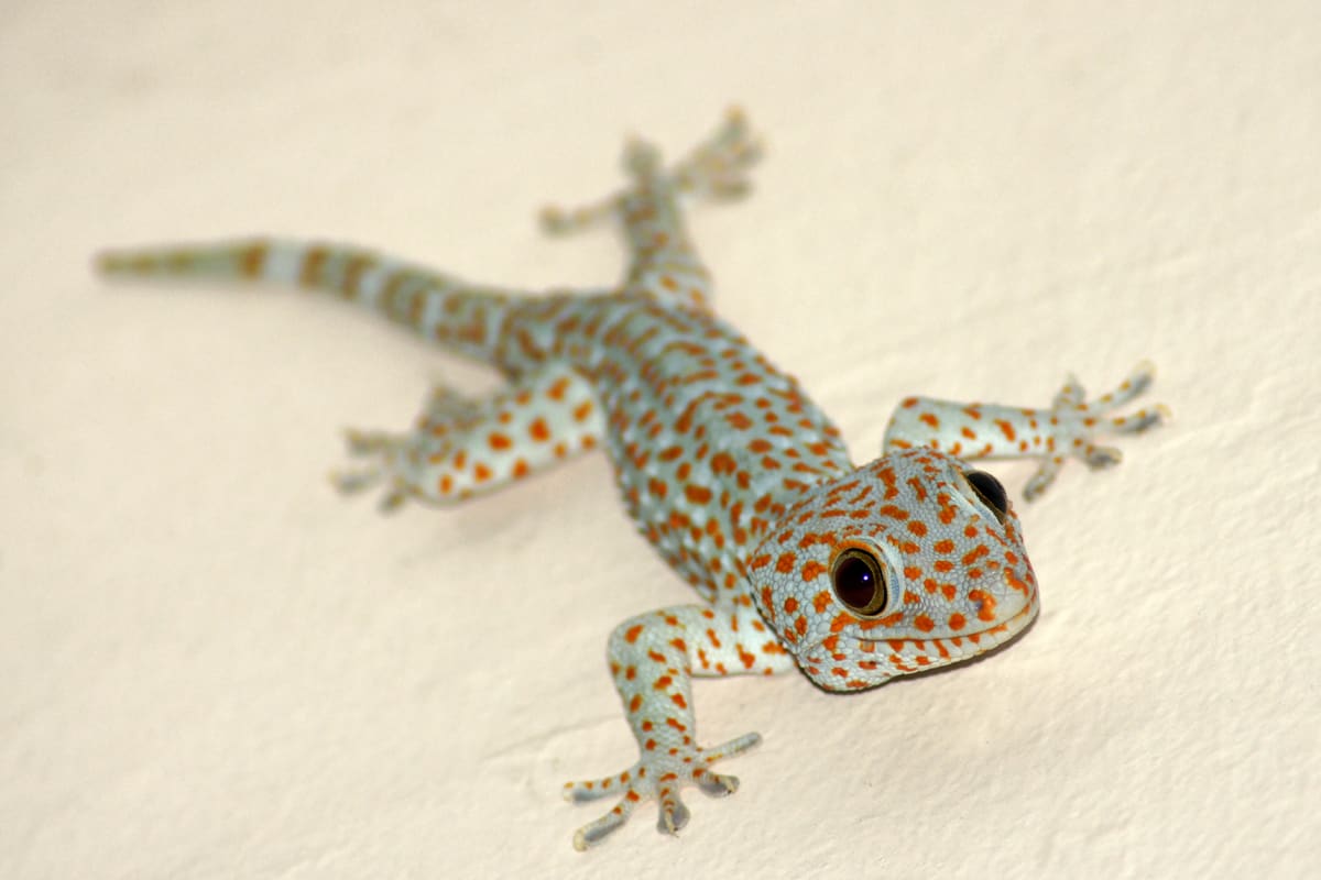 طريقة قتل البرص