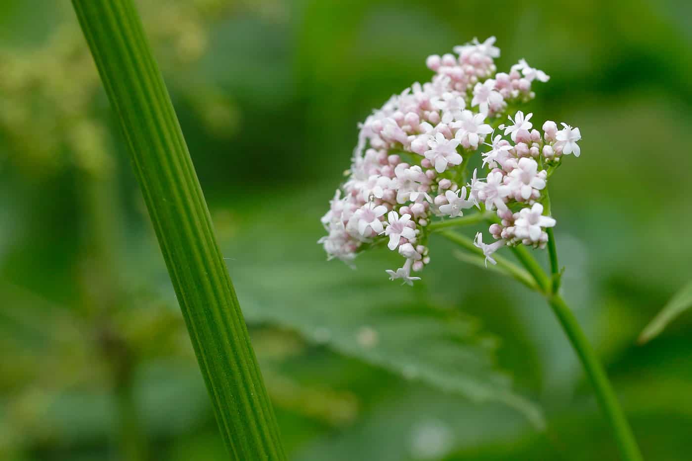 دواعي استعمال فاليريان valerian  وأهم التحذيرات
