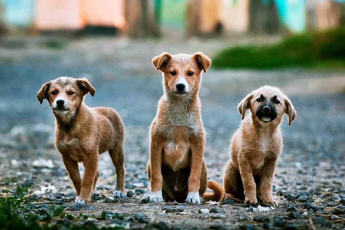 كيفية التعامل مع كلاب الشوارع