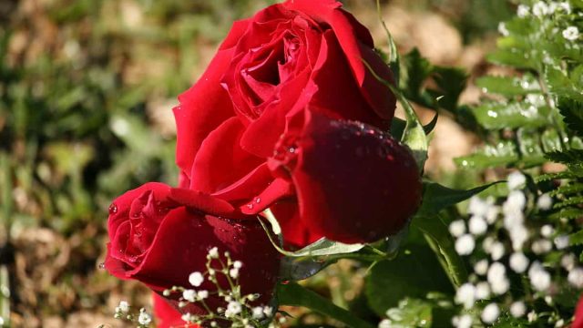 كيفية زراعة الورد البلدي في المنزل