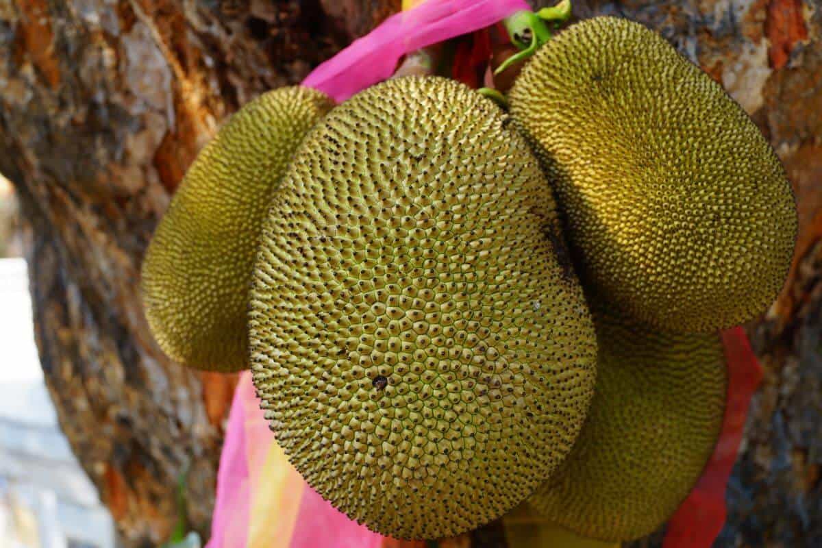 ما هي فوائد جاك فروت