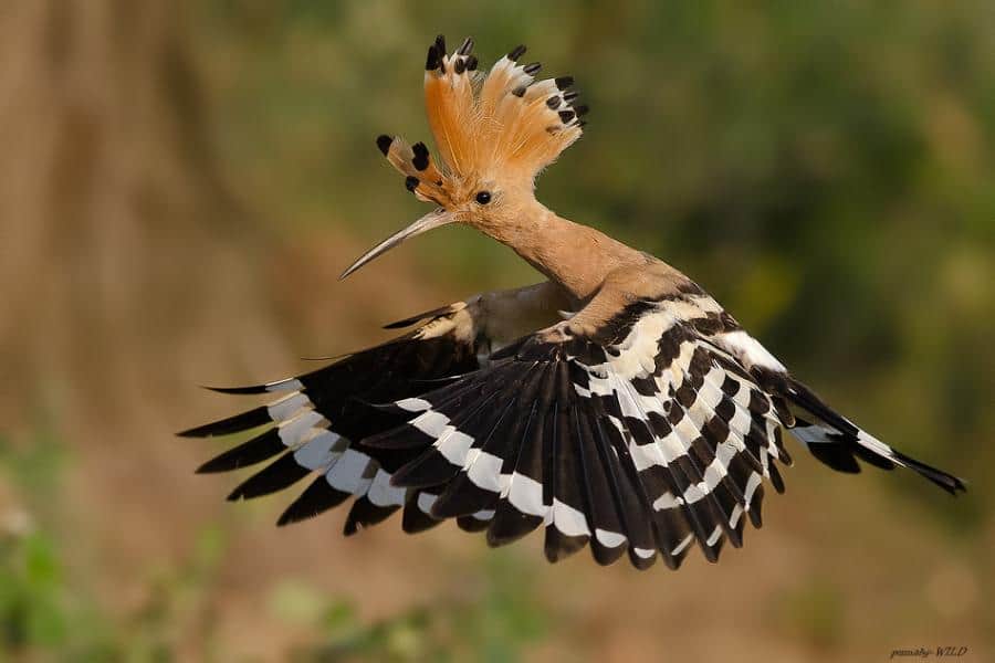 قصة سليمان عليه السلام