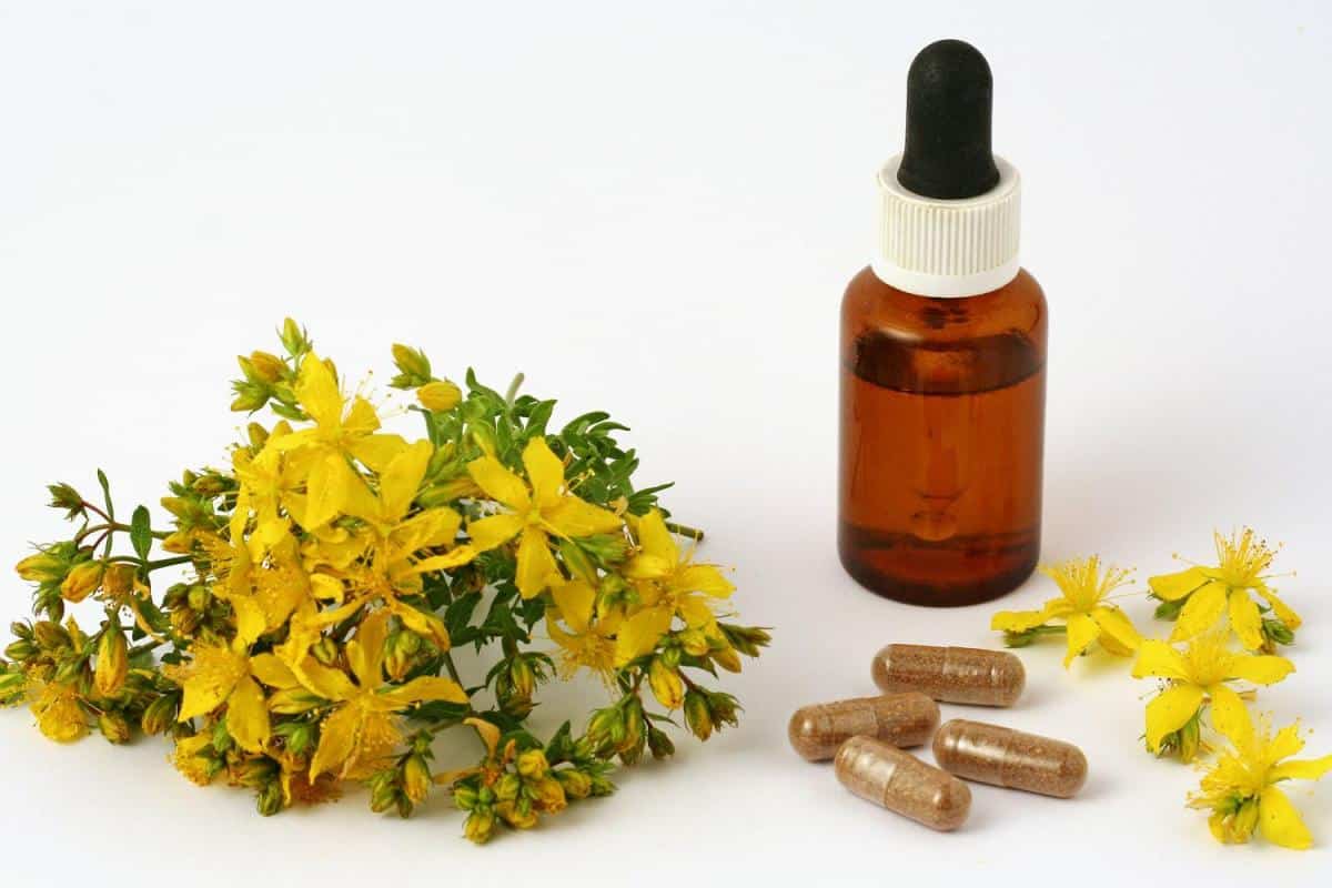 حشيشة القلب هل لها اضرار