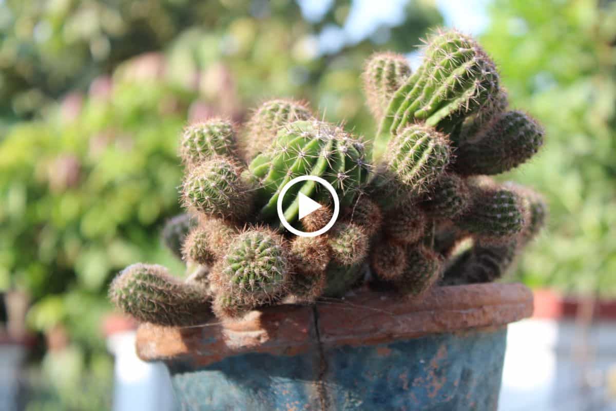 الصبار للشعر تجربتي